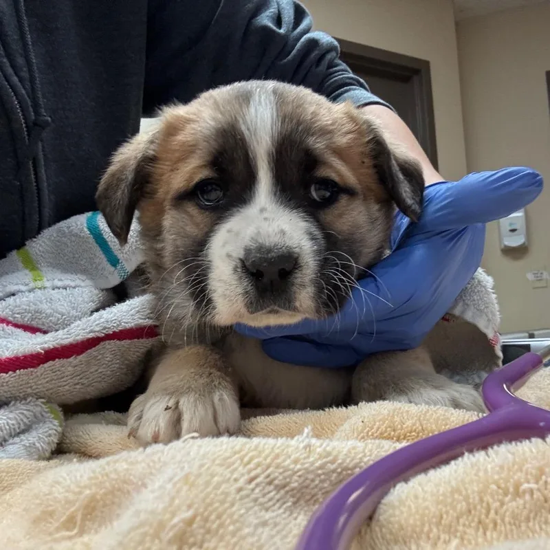 An adult large-sized male Brown / Chocolate Anatolian Shepherd dog named Rodeo Butler Campus for adoption in Flagstaff, AZ