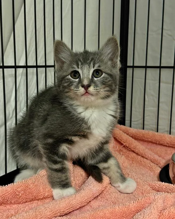 A baby small-sized male Domestic Short Hair cat named Montrose for adoption in Novato, CA