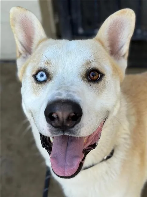 An adult large-sized male Husky dog named Margarine for adoption in Woodland, CA