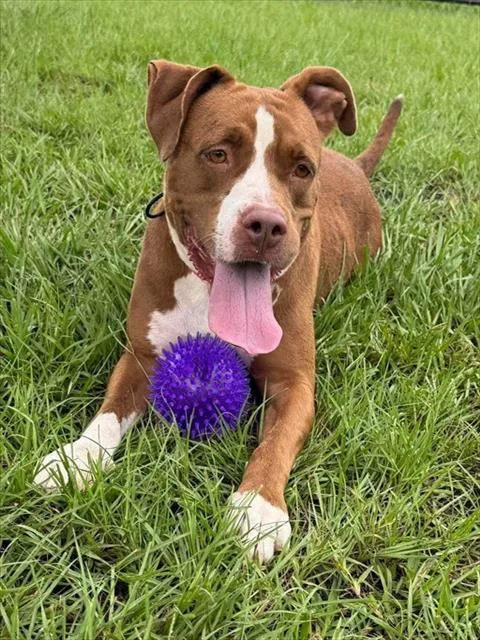 An adult medium-sized female Mixed Breed dog named Leela for adoption in Palmetto, FL