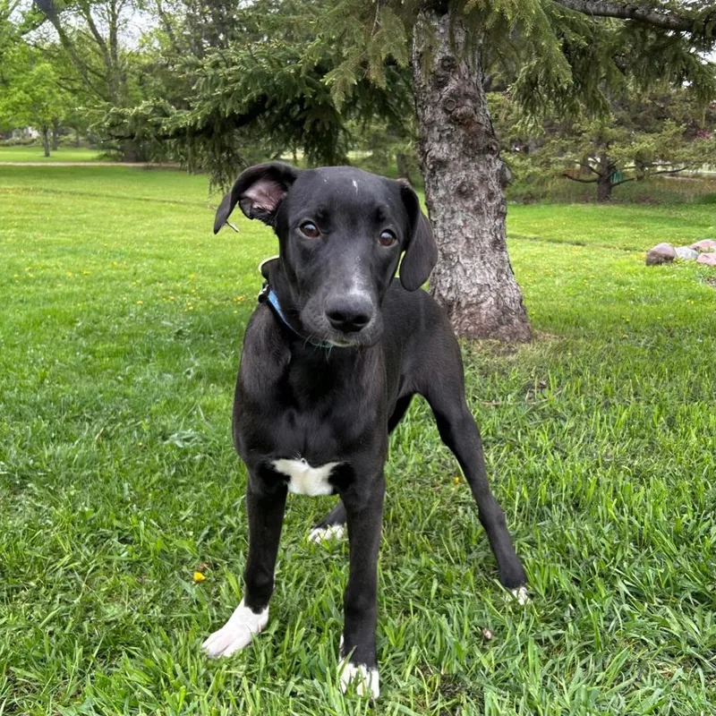 A young medium-sized male Black Labrador Retriever dog named Windsor for adoption in Fargo, ND