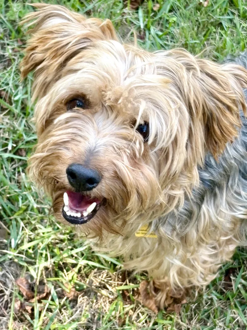 An adult small-sized male Yorkie Poo dog named Alistair for adoption in Austin, TX