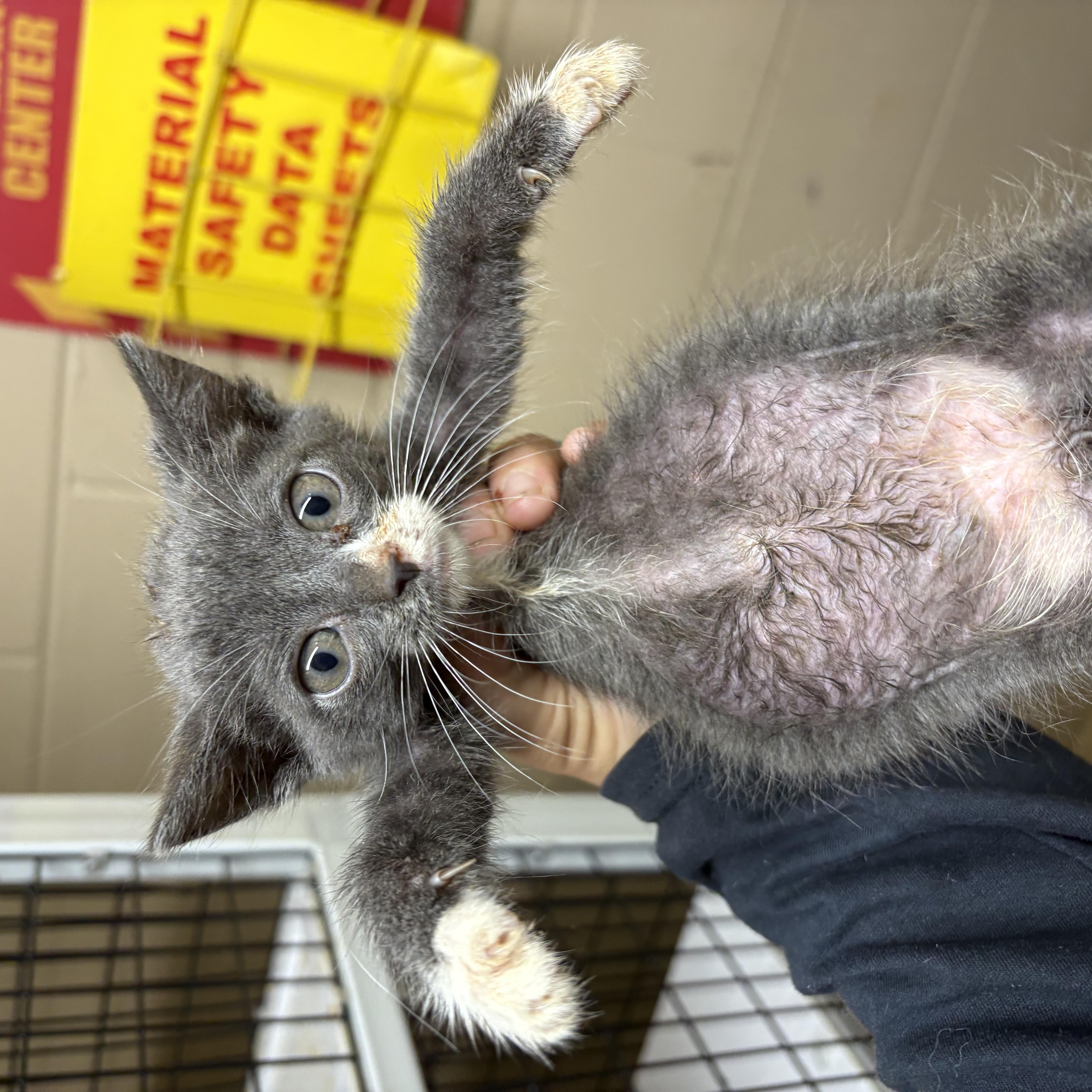 A baby medium-sized male Gray / Blue / Silver Domestic Short Hair cat named Burt for adoption in Monticello, GA