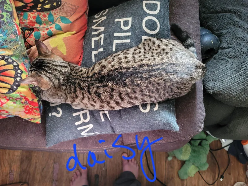 Zz Daisy~ Courtesy thumbnail 2