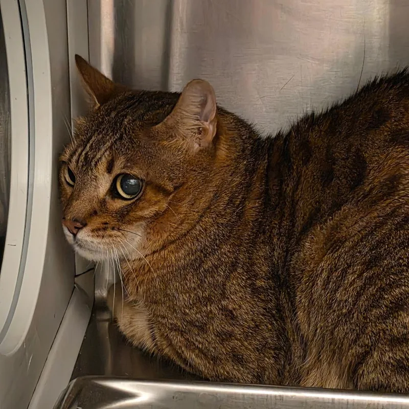 A senior large-sized male Brown / Chocolate Domestic Short Hair cat named Jagger for adoption in Council Bluffs, IA