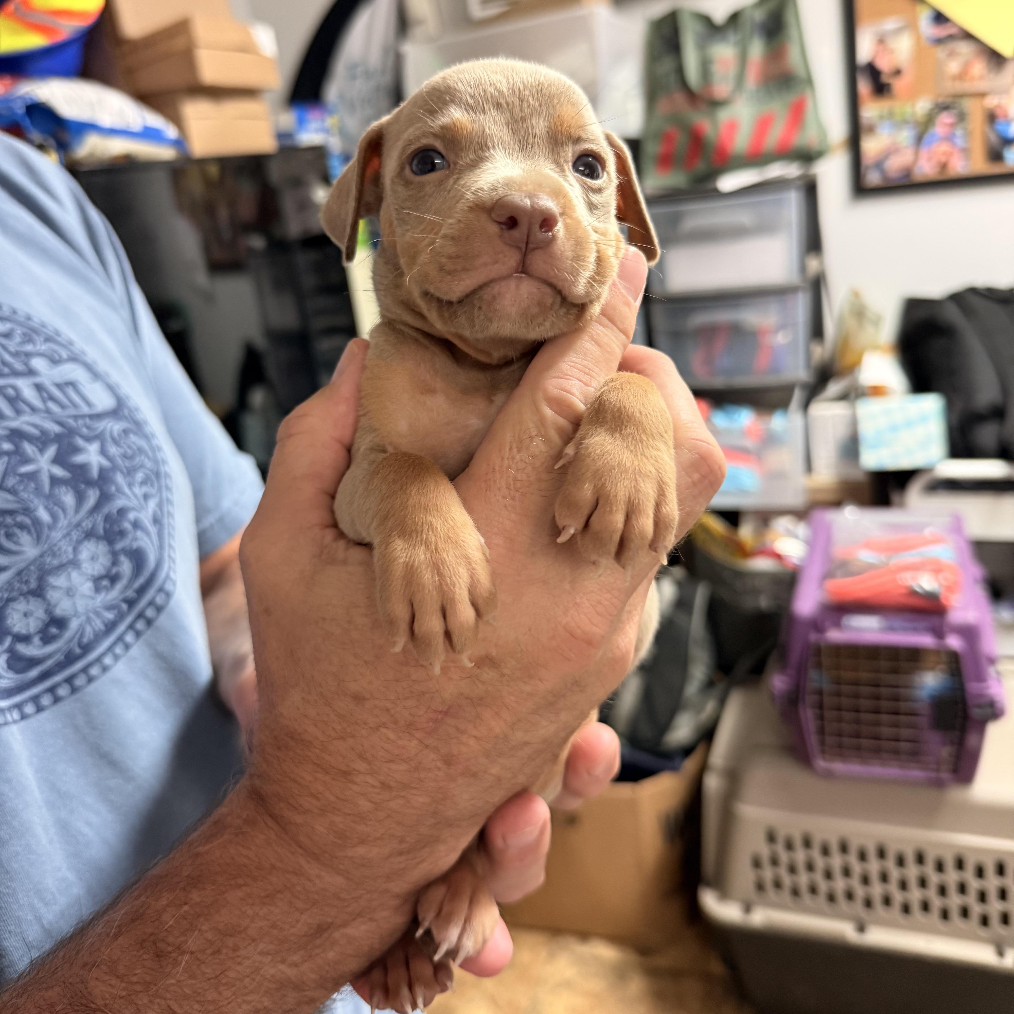 A baby medium-sized male Gray / Blue / Silver Pit Bull Terrier dog named Tuscany for adoption in Columbia, SC