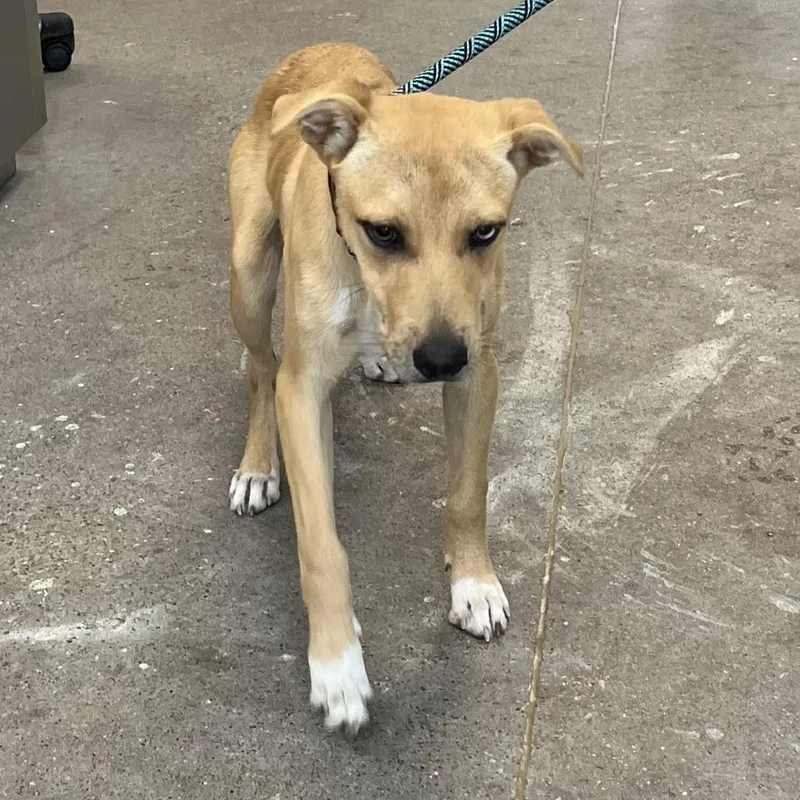 A young medium-sized male Yellow / Tan / Blond / Fawn Mixed Breed dog named 111783 for adoption in Las Cruces, NM