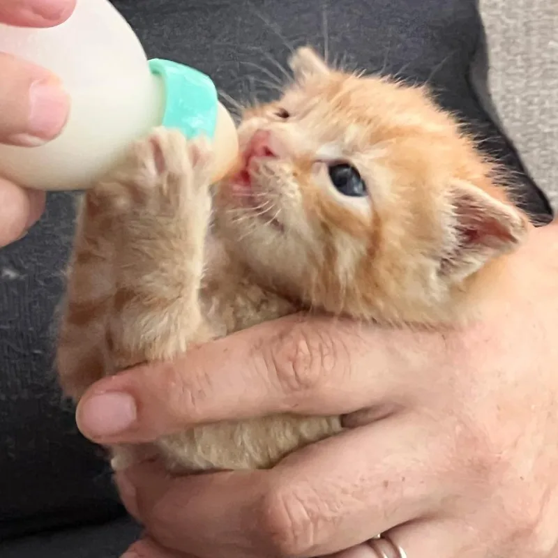 A baby small-sized male Orange / Red Domestic Short Hair cat named Archie for adoption in York, PA
