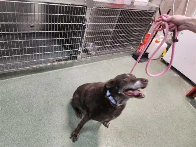 A senior large-sized female Mixed Breed dog named Kahlua for adoption in Santa Fe, NM