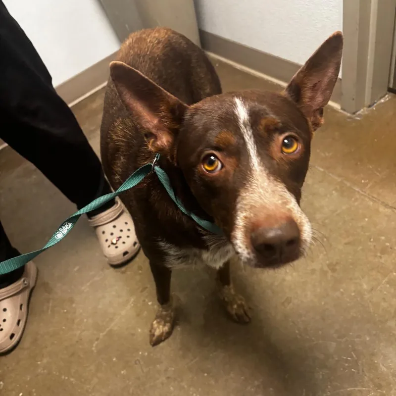 A young medium-sized male Brown / Chocolate Cattle Dog dog named Bud for adoption in Tulsa, OK