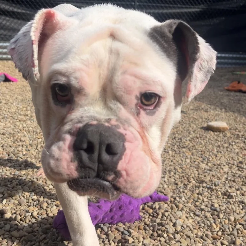 An adult medium-sized male White / Cream Mixed Breed dog named Zeus for adoption in Pittsburgh, PA