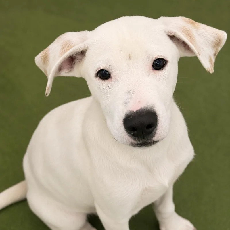 A young medium-sized male White / Cream Hound dog named Larry for adoption in Hopkinton, MA