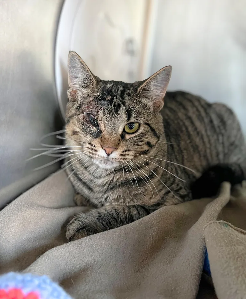 A baby medium-sized female Tabby (Brown / Chocolate) Domestic Short Hair cat named Loca for adoption in Seville, OH