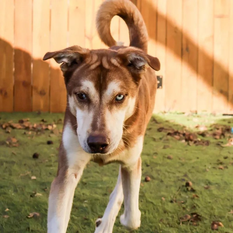 An adult medium-sized male Husky dog named Albus JuM for adoption in Austin, TX