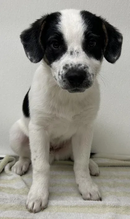 A young medium-sized male Shepherd dog named Winston for adoption in Phoenix, AZ
