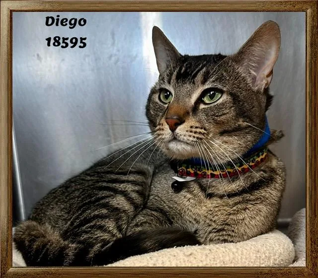 An adult medium-sized male Tabby (Gray / Blue / Silver) Domestic Short Hair cat named Diego for adoption in Marietta, GA