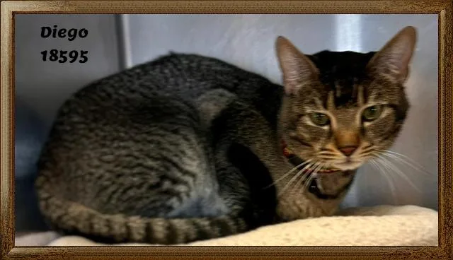 Diego thumbnail 2