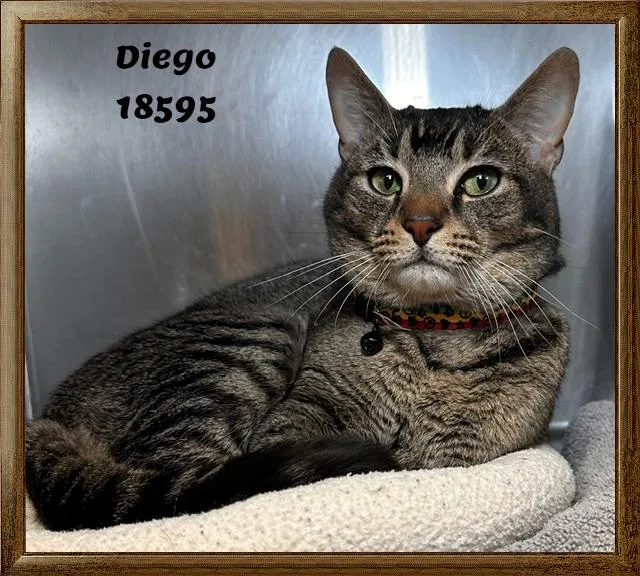 Diego thumbnail 3