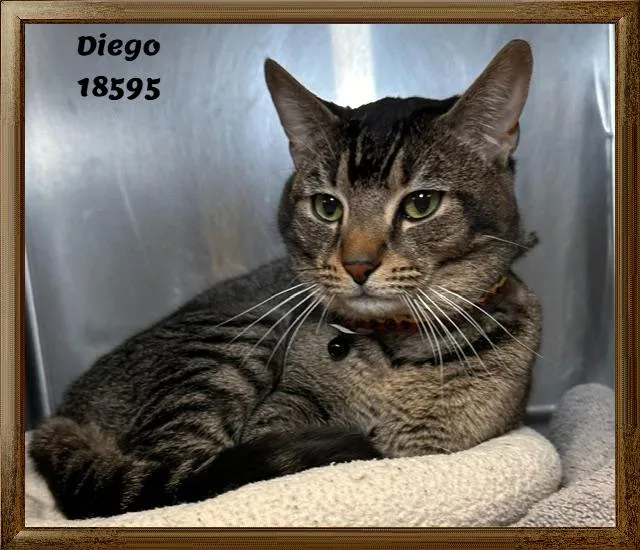 Diego thumbnail 4