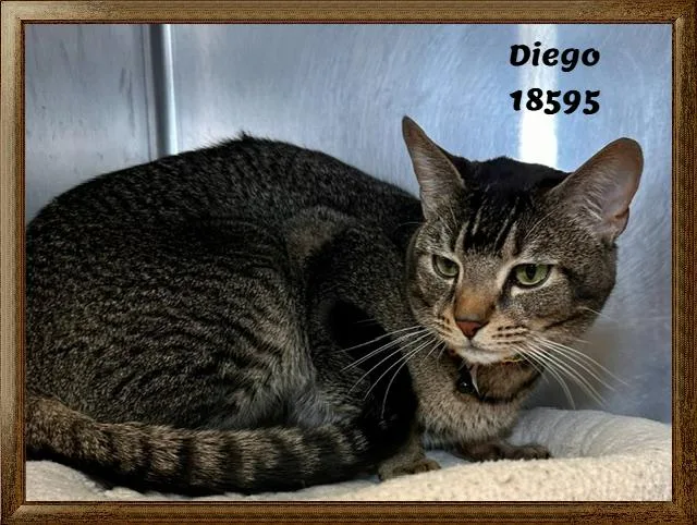 Diego thumbnail 5