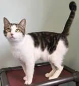 A young medium-sized male White Domestic Short Hair cat named Silo for adoption in Lincoln, MI