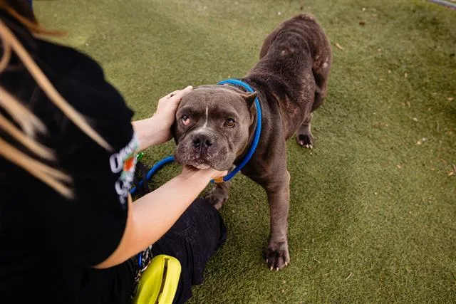 An adult medium-sized female Pit Bull Terrier dog named Mona for adoption in Orlando, FL