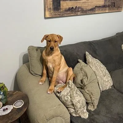 Weasel Aka Sister thumbnail 3