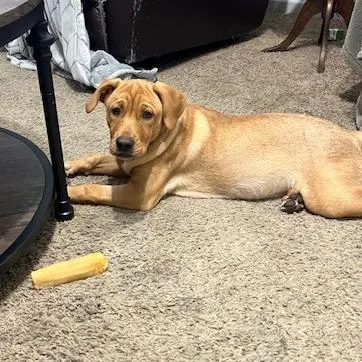 Weasel Aka Sister thumbnail 4