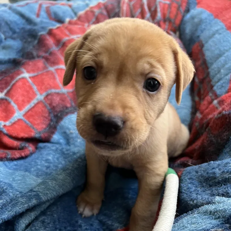 Weasel Aka Sister thumbnail 5