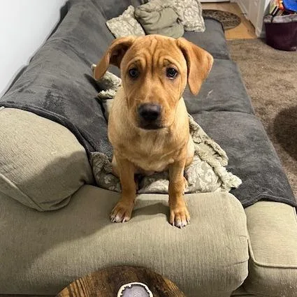 Weasel Aka Sister thumbnail 6