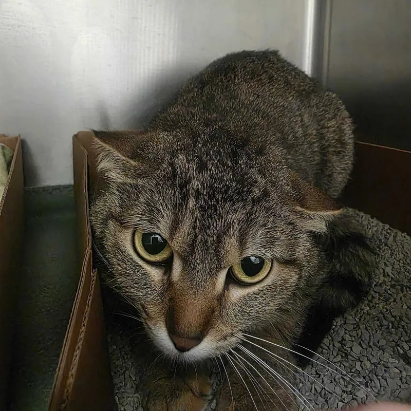 An adult small-sized female Brown / Chocolate Domestic Short Hair cat named Georgie for adoption in Milan, IL