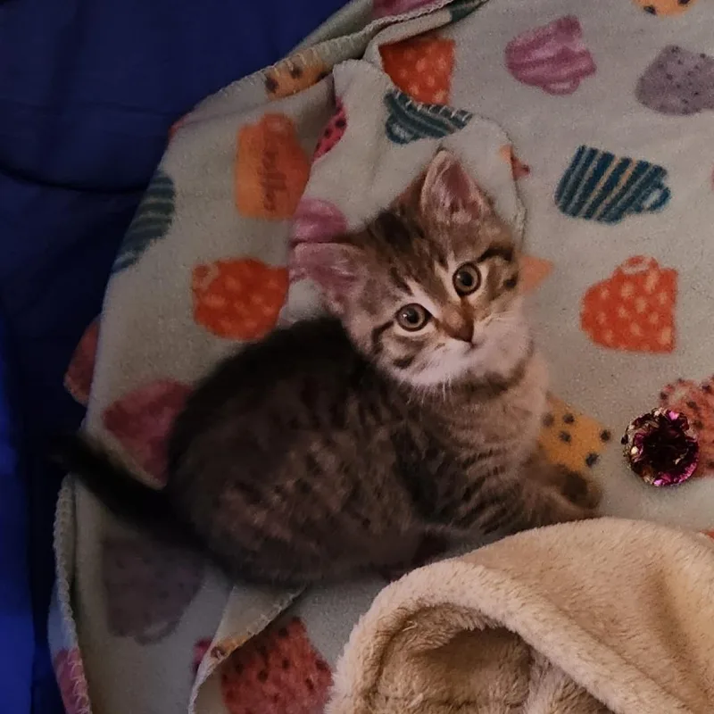 Georgie thumbnail 2