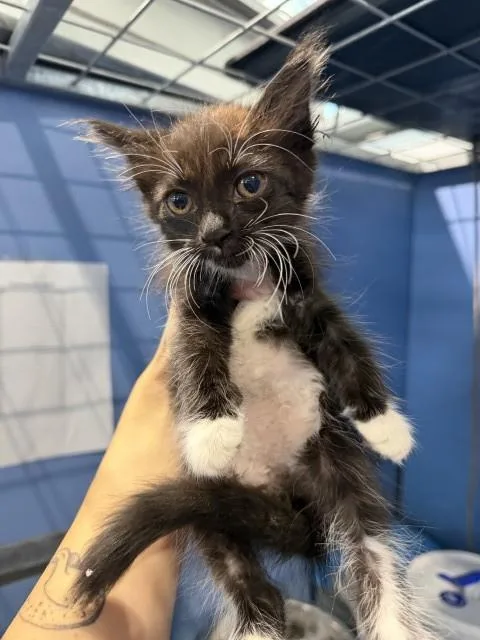 A baby small-sized female Domestic Short Hair cat named Bubbles for adoption in San Bernardino, CA