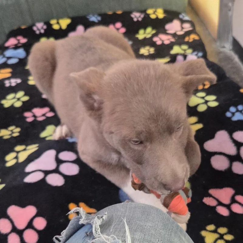 A baby medium-sized male Gray / Blue / Silver Mixed Breed dog named Jagger for adoption in Fort Bragg, CA