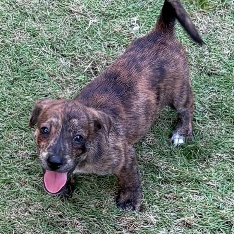 A baby small-sized male Chihuahua dog named Barker for adoption in Rincon, PR