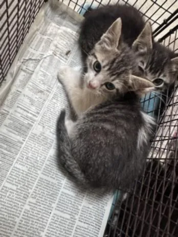 A baby small-sized male Domestic Short Hair cat named Saucy for adoption in Los Angeles, CA