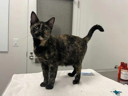 An adult medium-sized female Black Domestic Short Hair cat named A Sloppy Jo for adoption in Kansas City, MO