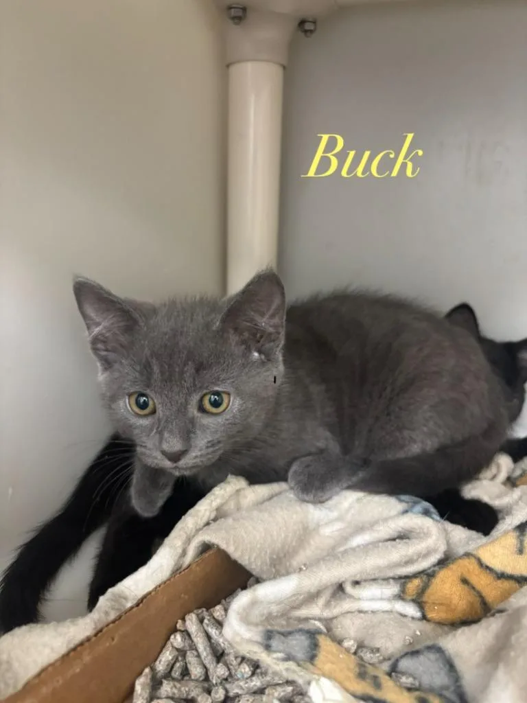 A baby small-sized male Domestic Short Hair cat named Buck for adoption in Cambridge, MD