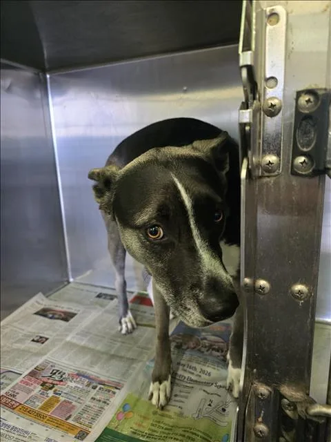 A young small-sized female Mixed Breed dog named Nicolette for adoption in Los Angeles, CA