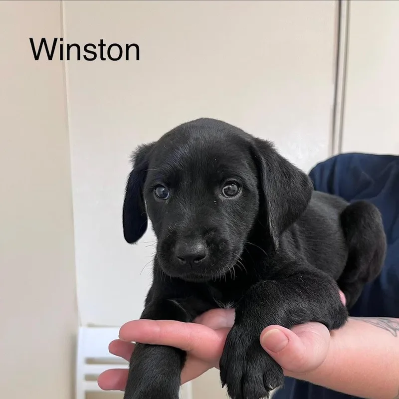 A baby medium-sized male Black Labrador Retriever dog named Winston @ Prison Program for adoption in West Jefferson, OH