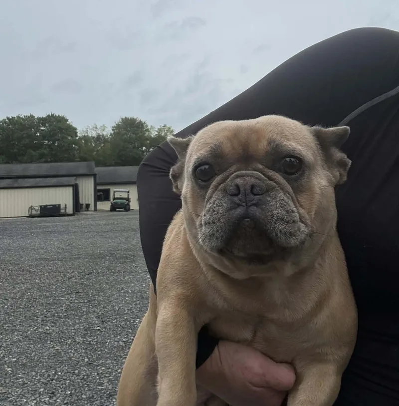 An adult medium-sized female French Bulldog dog named Penelope for adoption in Havertown, PA