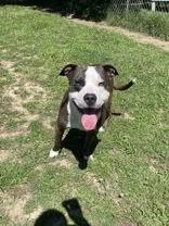 An adult large-sized male Brown / Chocolate Mixed Breed dog named Gibbard for adoption in Mishawaka, IN