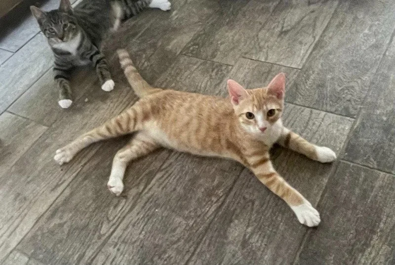 A young medium-sized male Tabby cat named Cheeto for adoption in Garner, NC