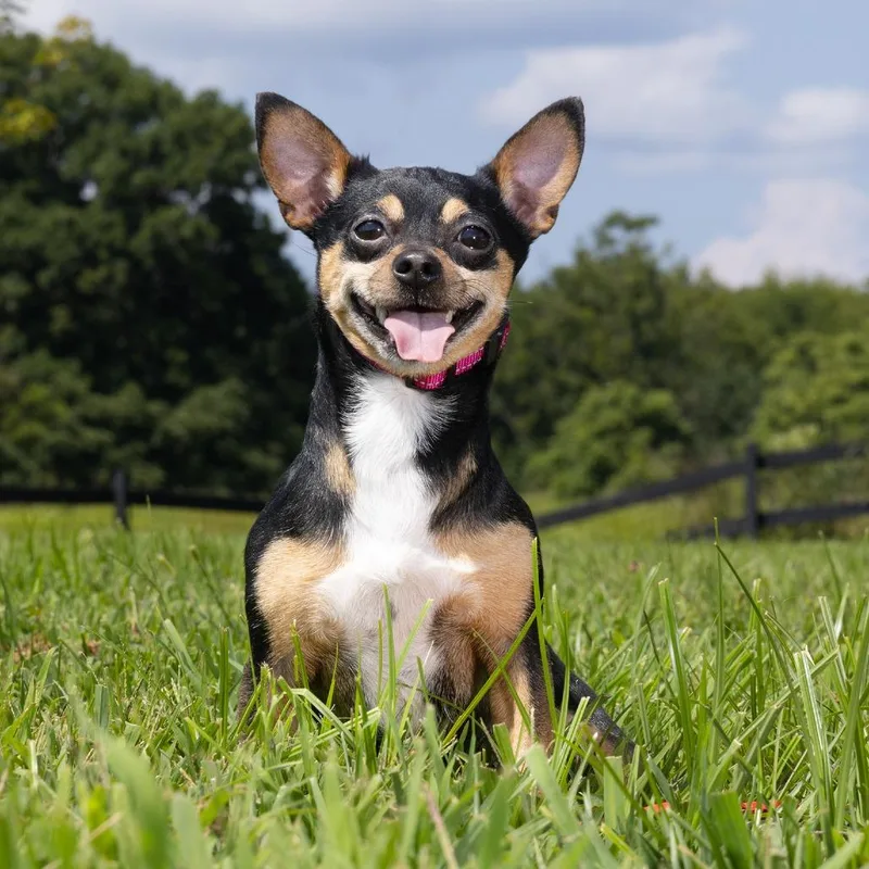An adult small-sized female Black Mixed Breed dog named Tiny for adoption in Franklin, TN