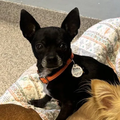 A senior small-sized male Chihuahua dog named Huey for adoption in Lincolnshire, IL