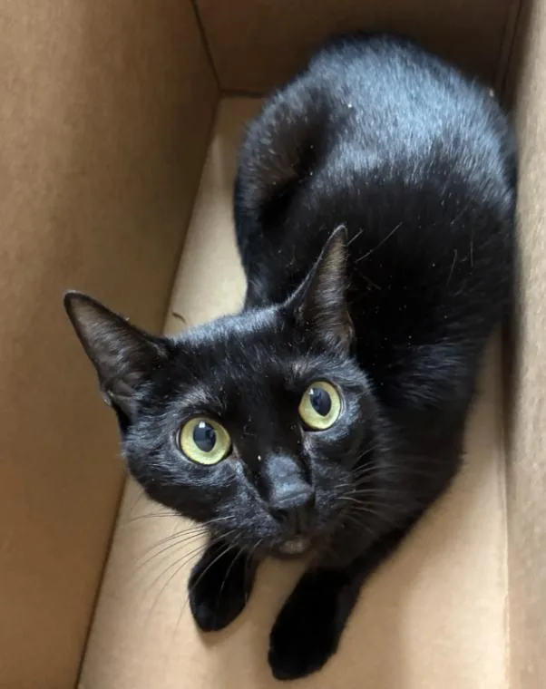 An adult medium-sized female Black Domestic Short Hair cat named Whiskey for adoption in Cincinnati, OH