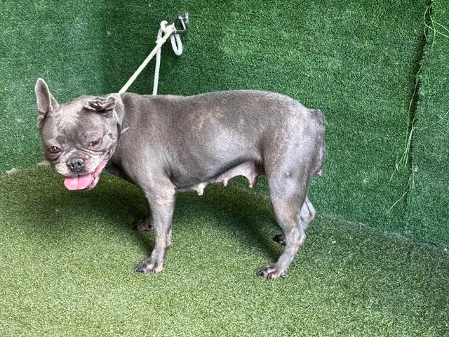 An adult small-sized female French Bulldog dog named Britt for adoption in Lancaster, CA