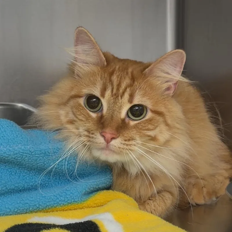 An adult small-sized female Domestic Long Hair cat named Mango for adoption in Henderson, KY
