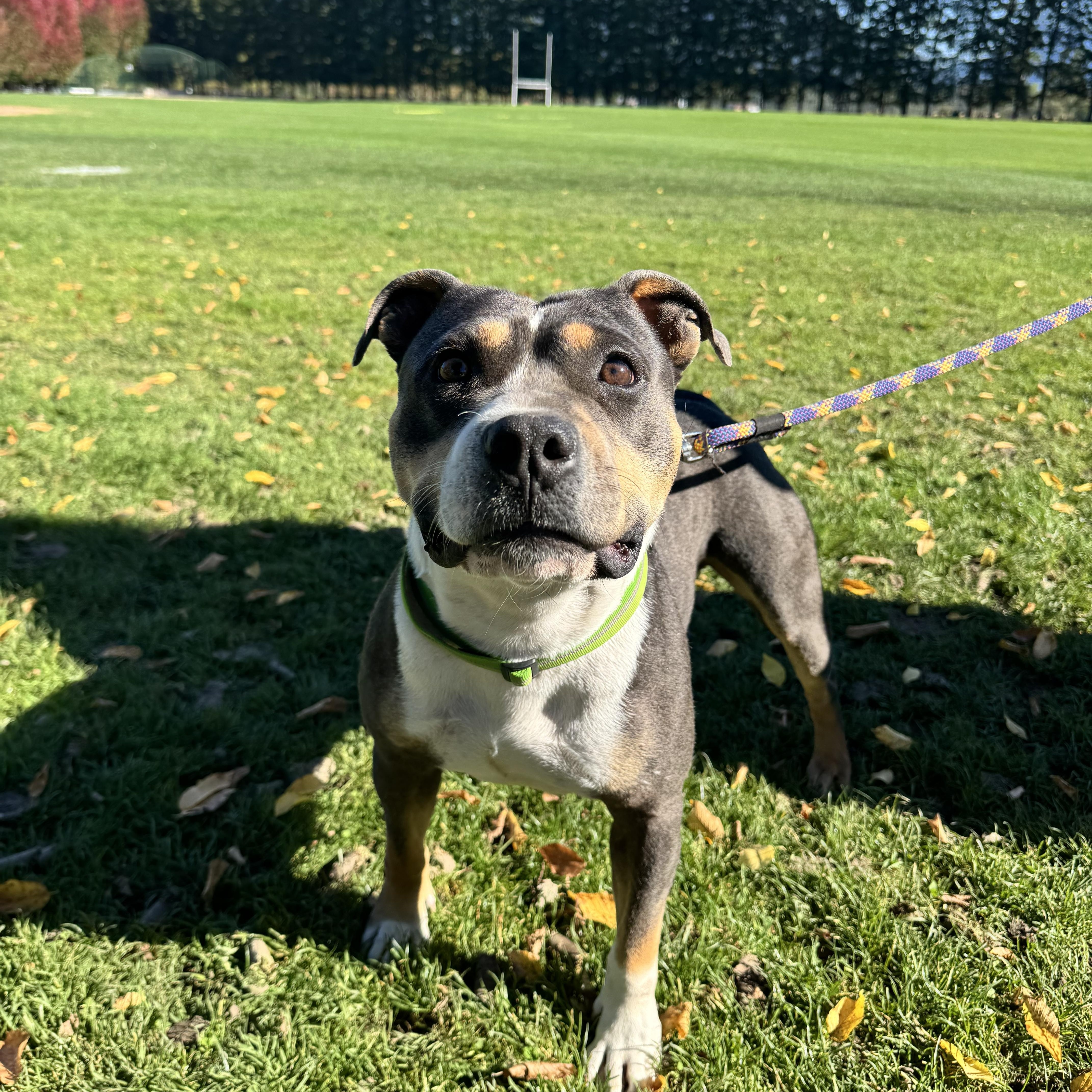 An adult medium-sized female American Bully dog named Girly for adoption in Olympia, WA