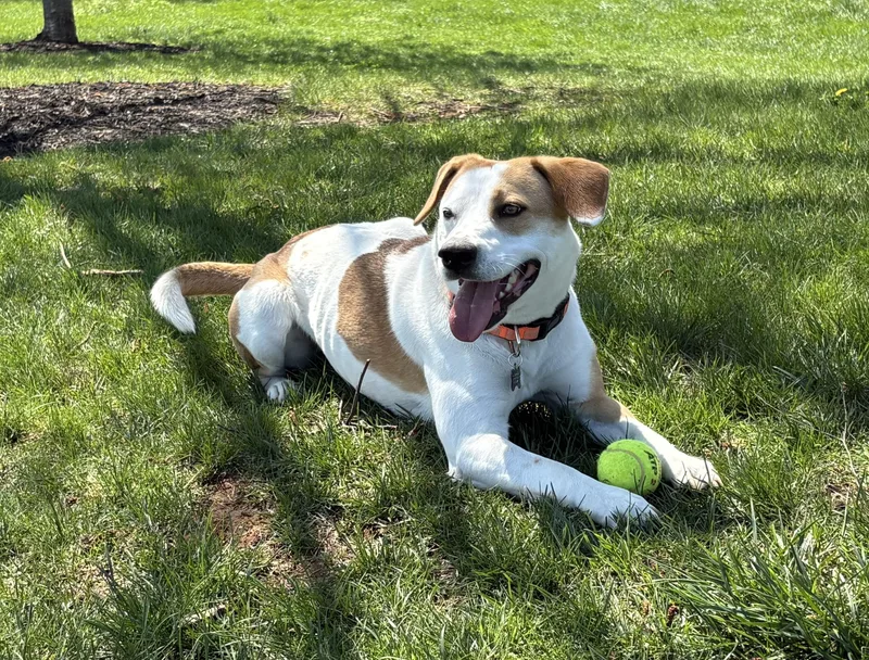 An adult medium-sized female White / Cream Beagle dog named Bagel for adoption in Leesburg, VA